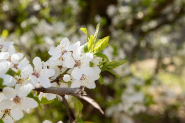 Spring bloom white flowers. Cherry blossom twigs.