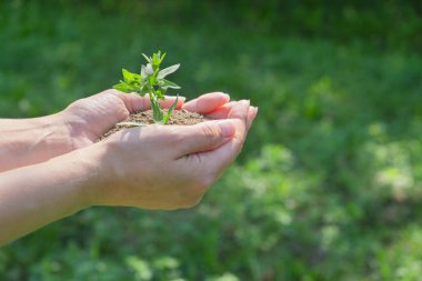 A plant in hands on a green background. Ecology and gardening concept. Nature background.