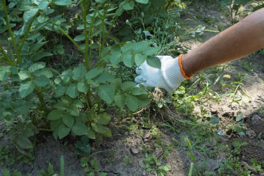 A hand removes weeds in the garden. Gardening concept