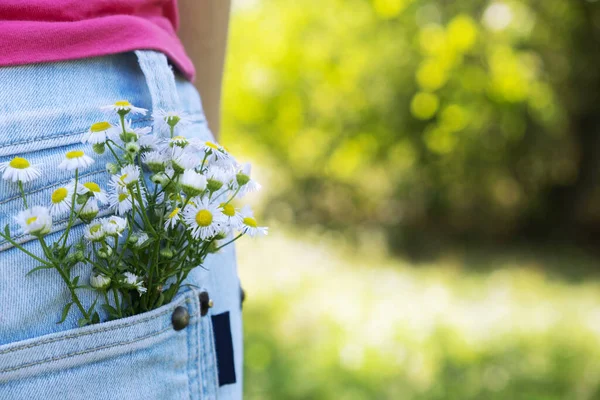 Wild flowers in the pocket of jeans on a green background. Wild nature concept..