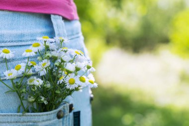 Wild flowers in the pocket of jeans on a green background. Wild nature concept..