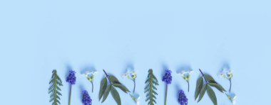 Banner made from flowers and leaves flat lay on colored background. Spring floral banner with copy spacet.
