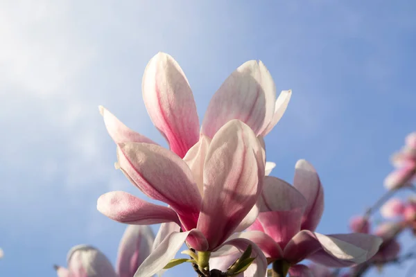 stock image magnolia flower on a background of blue sky with sunny spring light. High quality photo