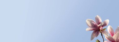 Manolya çiçekli bahar bayrağı, güneşli bir ışıkla mavi gökyüzünün arka planında.