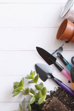 Ev bitkileri ve toprak, tencere ve bahçe aletleri düz, üst manzara. Ev işleri konsepti. Dikey biçim.