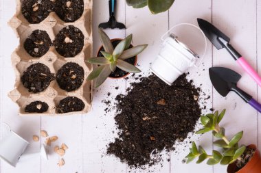 Ev bitkileri ve fidanlar ekiyorum. Düz toprak ve bitkiler, tohumlar ve çömlekler, bahçe aletleri. Bahçe işleri..