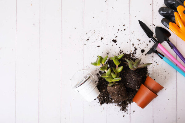 Home plants and the soil, pots and gardening tools flat lay, top view. Home gardening concept.