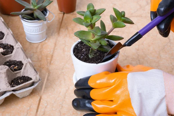 Hands Garden Gloves Planting Succulents New Flower Pots Process Home — Stock Photo, Image