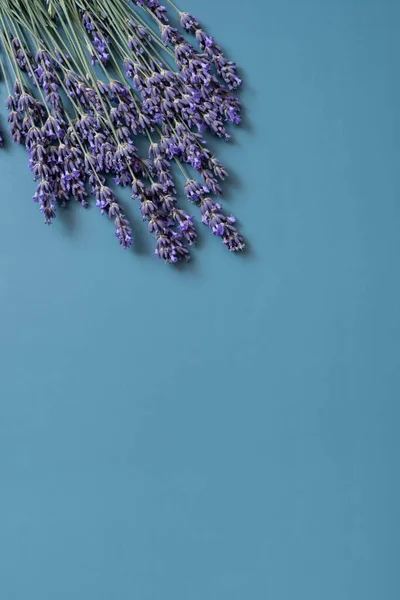 Lavender flowers on colored vertical background top view. Copy space.