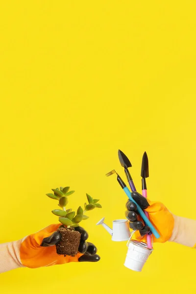 Ręka Rękawiczce Trzyma Roślinę Korzeniami Narzędziami Ogrodniczymi Żółtym Tle Baner — Zdjęcie stockowe