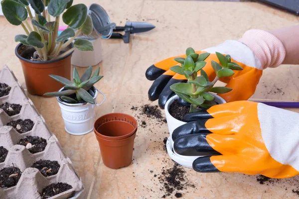 Hands in garden gloves planting succulents in new flower pots. The process of home gardening.