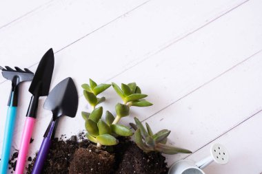 Ev bitkileri ve bahçe aletleri ile toprak düz, üst görünüm. Ev ekimi, ev bahçesi konsepti.