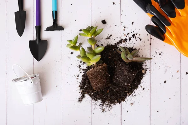 stock image Home plants and the soil, pots and gardening tools flat lay, top view. Home planting concept.