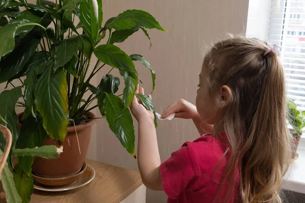 Egy Éves Lány Gondozza Házi Növényeket Otthon Ültetés Gyermekkori Koncepcióból — Stock Fotó