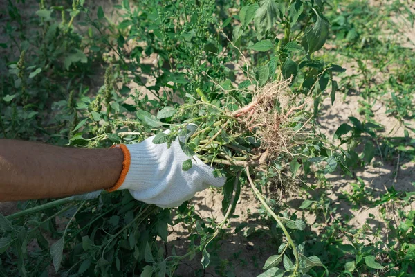 Hand Removes Weeds Garden Gardening Concept — Fotografia de Stock