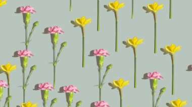Yeşil arka planda pembe ve sarı bahar çiçekleri deseni. Nergis ve karanfil çiçekleri düzdü. Yüksek kalite 4k görüntü