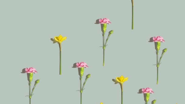 Rosafarbene Und Gelbe Frühlingsblumen Auf Grünem Hintergrund Narzissen Und Nelken — Stockvideo