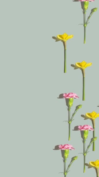 粉色和黄色的春花图案在绿色的背景上 蒲公英和康乃馨花平平静静坐 高质量的垂直镜头 — 图库视频影像
