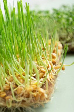 Kök sistemiyle filizlenmiş buğday filizleri. Makro fotoğraf.