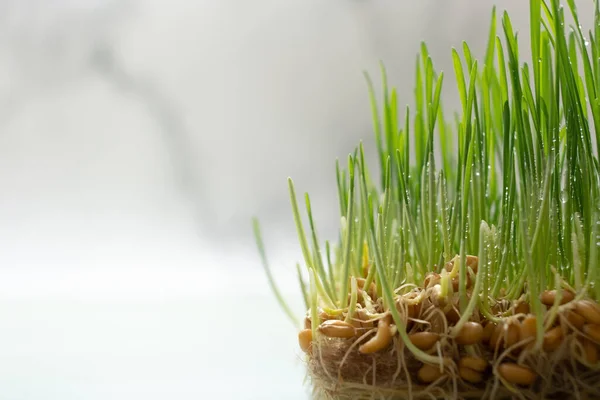 Microgreens Sprouted Wheat Root System Macro Photo — Stock Photo, Image