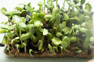 Su damlalı mikroçicek filizleri. Süper yiyecekler evde yetişir. Makro fotoğraf yakın çekim.