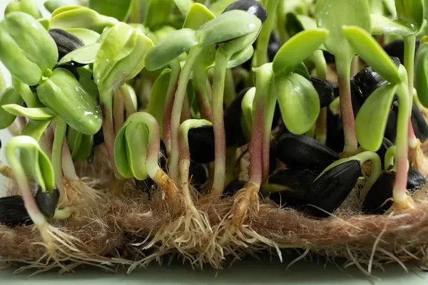 Keimlinge Von Sonnenblumen Superfood Wird Hause Angebaut Makro Foto Mikro — Stockfoto