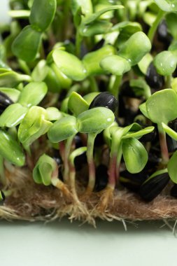 Filizlenmiş ayçiçeği mikroçicekleri. Süper yiyecekler evde yetişir. Makro fotoğraf yakın çekim.
