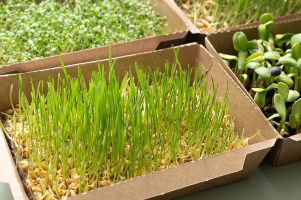 Keimlinge Aus Weizen Hafer Luzerne Und Sonnenblumen Superfood Wird Hause — Stockfoto