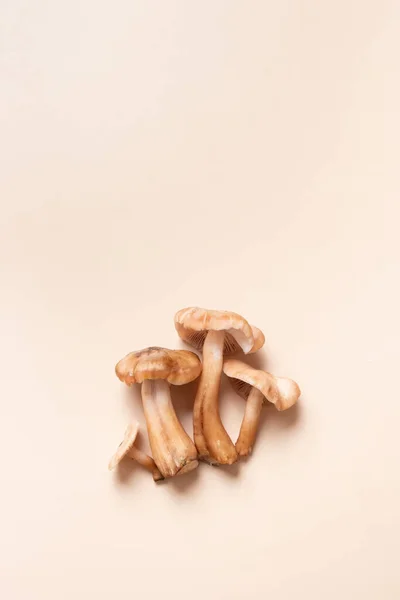 Paddenstoelen Honing Schimmels Patroon Beige Achtergrond Bovenaanzicht Monochrome Herfst Minimalistische — Stockfoto