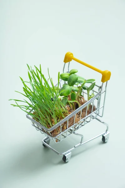 Germinated Microgreen Warenkorb Auf Grünem Hintergrund Vertikales Format — Stockfoto