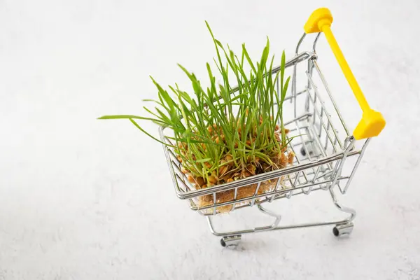 Germinated Weizen Microgreen Warenkorb Auf Grauem Hintergrund — Stockfoto