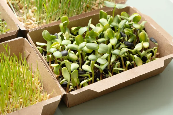 Sprouted Sunflower Microgreens Superfood Grown Home Macro Close Photo — Stock Photo, Image