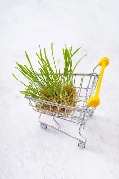 Germinated Weizen Microgreen Warenkorb Auf Grauem Hintergrund — Stockfoto