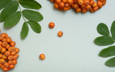 Sonbahar düz kompozisyonu rowan yaprakları ve böğürtlen üst görünüm pastel yeşil arka plan.