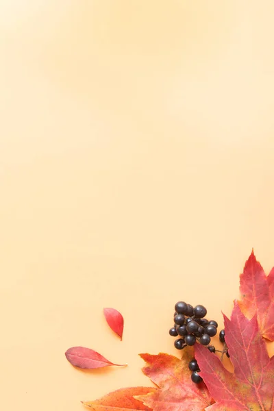 Outono Vermelho Folhas Queda Bagas Pretas Fundo Amarelo Vista Superior — Fotografia de Stock
