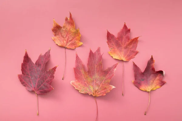 Outono Vermelho Queda Bordo Folhas Sobre Fundo Vermelho — Fotografia de Stock