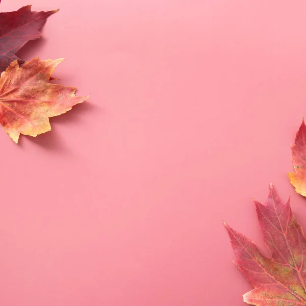 공간이있는 빨간색 배경에 빨간색 단풍잎 스톡 사진