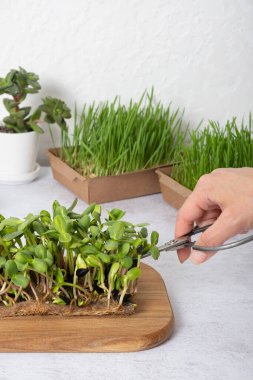 Mikroyeşil buğday, ayçiçeği ve makas dişilerin elinde. Sağlıklı süper gıda ev büyümesi.