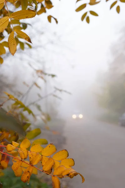 Orange yellow leaves on the background of car headlights in the fog. Autumn season in the city.