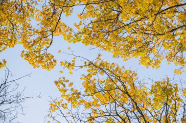 Gökyüzü arka planında turuncu sarı sonbahar yaprakları. Sonbahar sezonu, Ekim, Kasım zamanı..