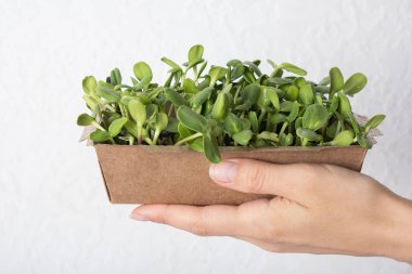 Dişi elinde filizlenmiş ayçiçeği mikroyeşili. Sağlıklı süper gıda ev büyümesi.