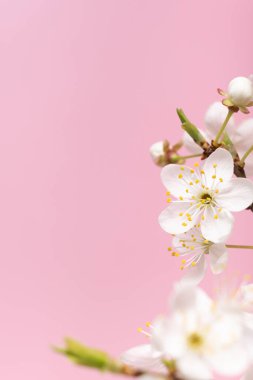 Güzel bahar çiçekleri pembe arka planda çiçek açar