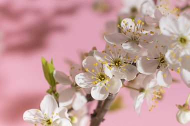 Güzel bahar çiçekleri pembe arka planda çiçek açar