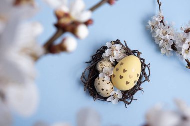 Paskalya yumurtaları ve mavi arka planda bir çiçek dalı olan bir yuva.