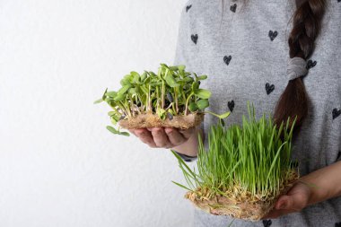 Filizlenmiş mikroyeşil yulaf ve ayçiçeği dişilerin ellerinde.