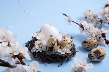 Mavi arka planda Paskalya yumurtaları ve çiçek dalları olan bir yuva. Paskalya sembolleri natürmort