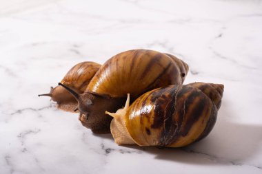 Mermer zeminde dev bir salyangoz.