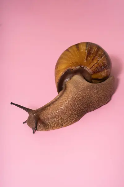 stock image Giant snail on pink background.