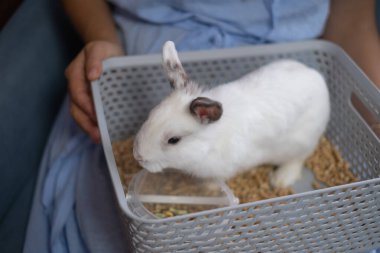 Ev ortamında gri kulaklı evcil beyaz bir tavşan..