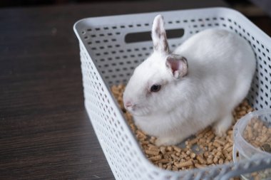 Ev ortamında gri kulaklı yerli bir beyaz tavşan. Yüksek kalite fotoğraf